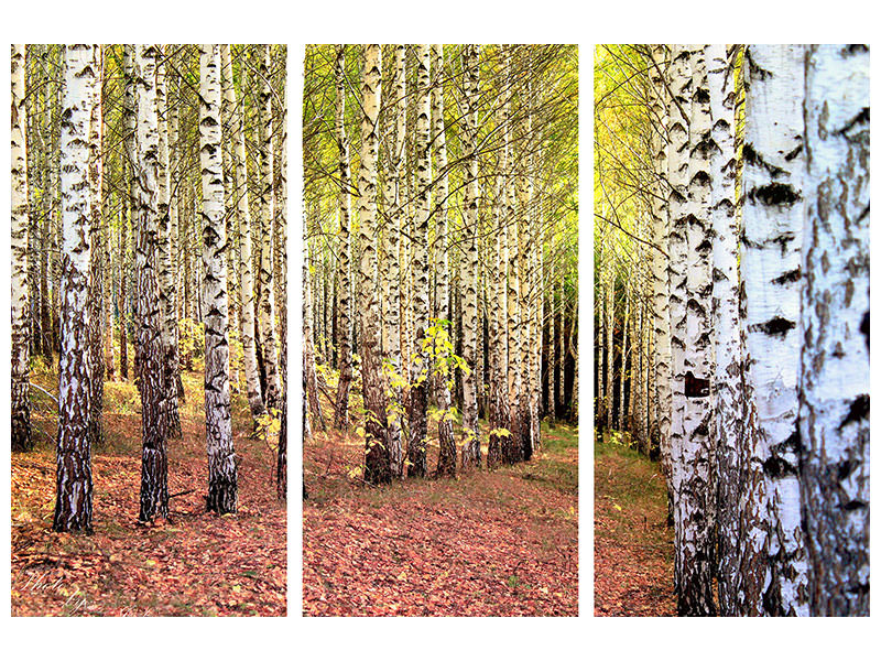 3-piece-canvas-print-the-path-between-birches