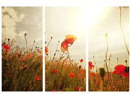 3-piece-canvas-print-the-poppy-field-at-sunrise