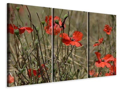 3-piece-canvas-print-the-poppy-in-nature