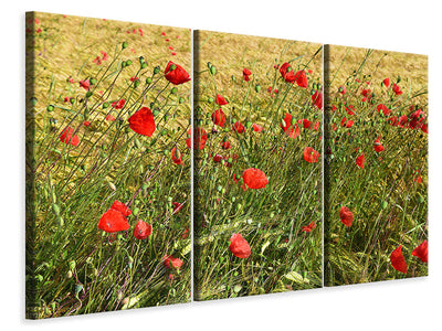 3-piece-canvas-print-the-poppy-in-the-wind