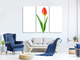 3-piece-canvas-print-the-proud-tulip