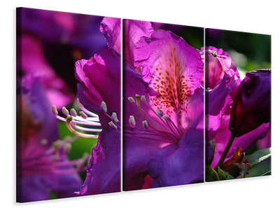 3-piece-canvas-print-the-rhododendron