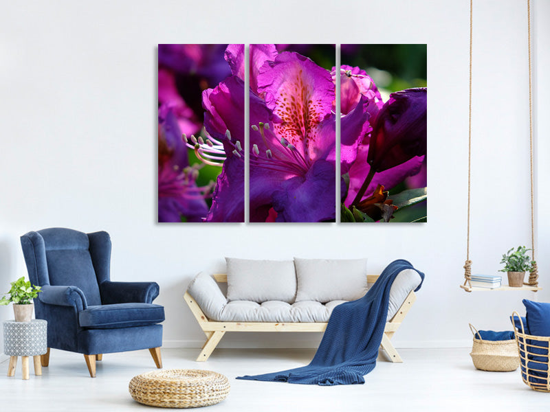 3-piece-canvas-print-the-rhododendron
