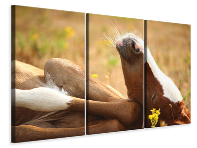 3-piece-canvas-print-the-sleeping-horse