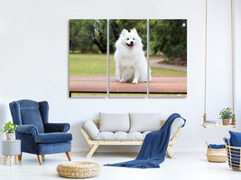 3-piece-canvas-print-the-spitz-as-a-young-dog