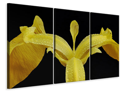 3-piece-canvas-print-the-swamp-iris