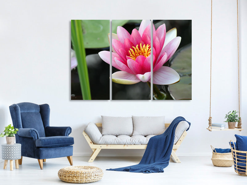 3-piece-canvas-print-the-water-lily-in-pink