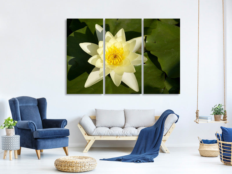 3-piece-canvas-print-the-water-lily-in-yellow