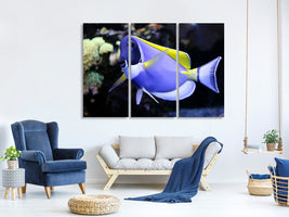3-piece-canvas-print-the-weisskehl-doctorfish-fish
