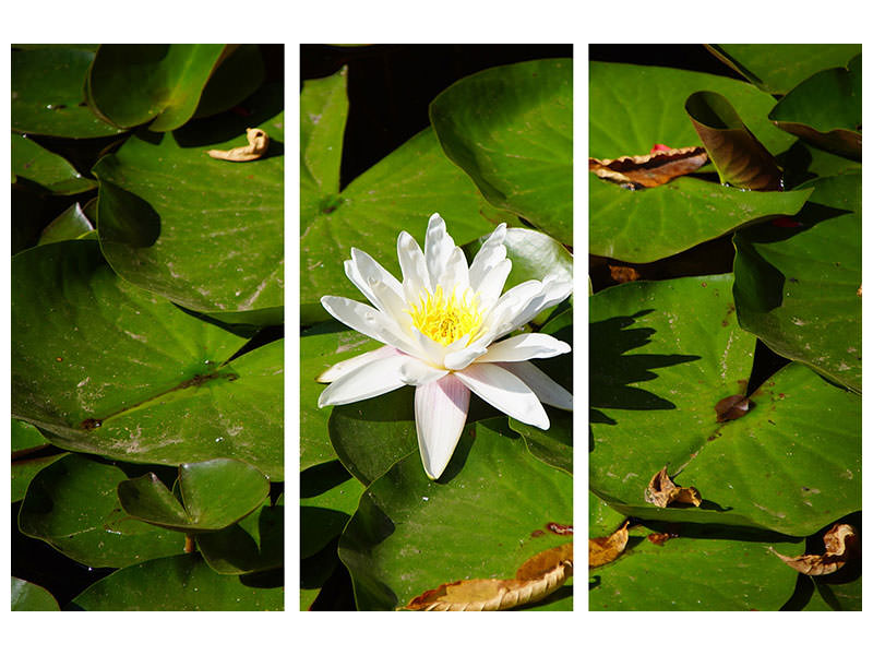 3-piece-canvas-print-the-white-water-lily