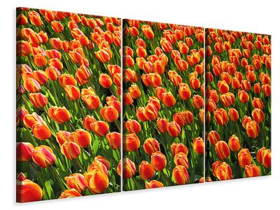 3-piece-canvas-print-tulip-field-in-orange