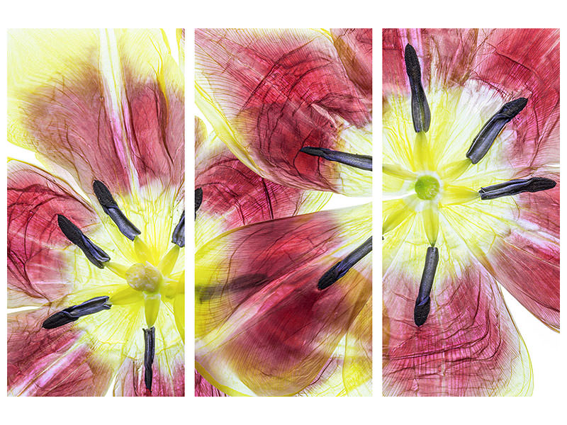 3-piece-canvas-print-tulips