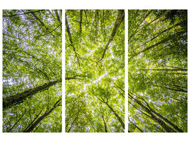 3-piece-canvas-print-under-the-treetops
