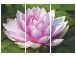 3-piece-canvas-print-water-lily-in-pink