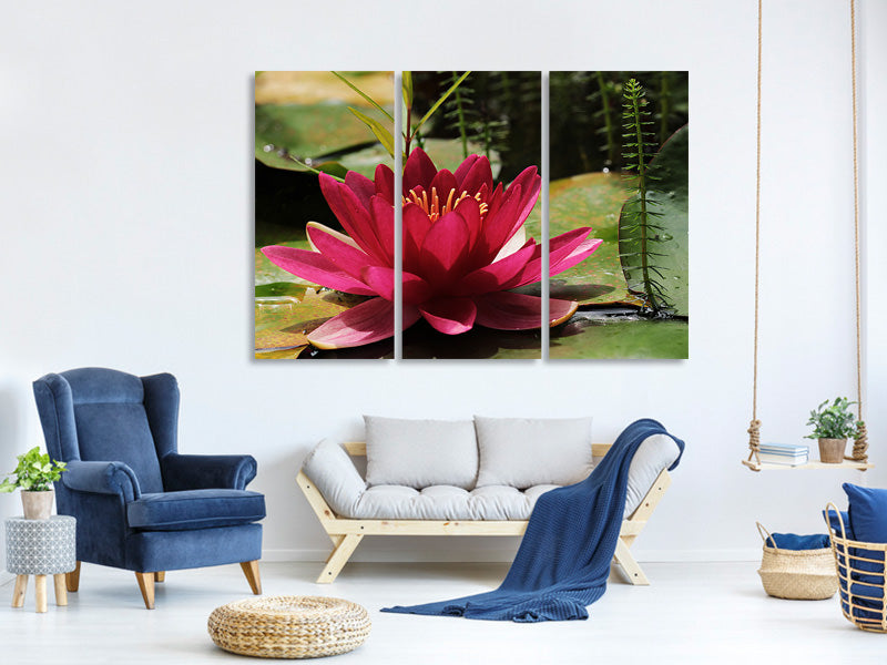 3-piece-canvas-print-water-lily-in-red