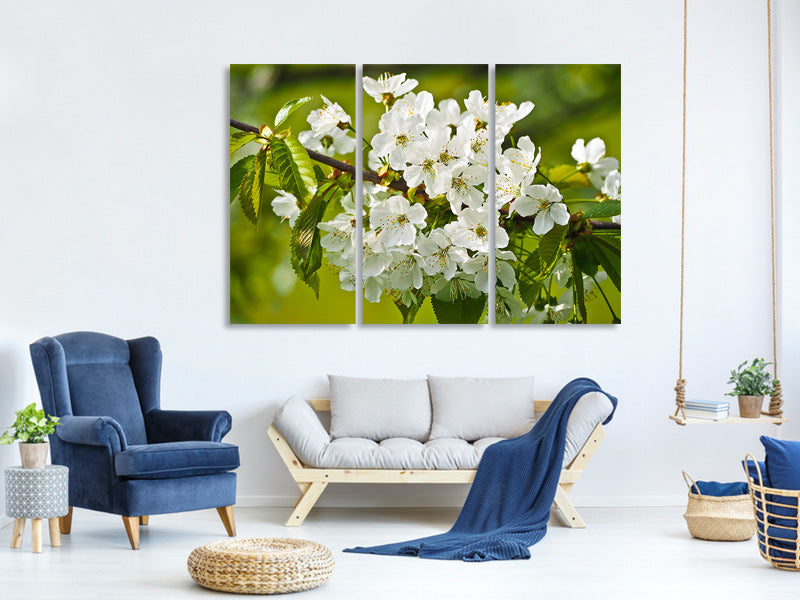 3-piece-canvas-print-white-flowers-in-xl
