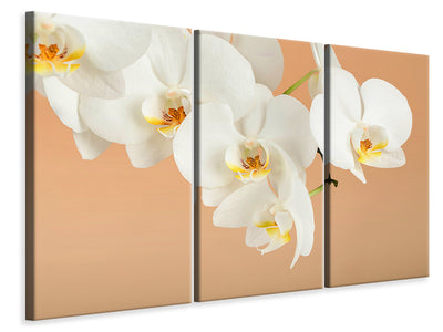3-piece-canvas-print-white-orchid-flowers