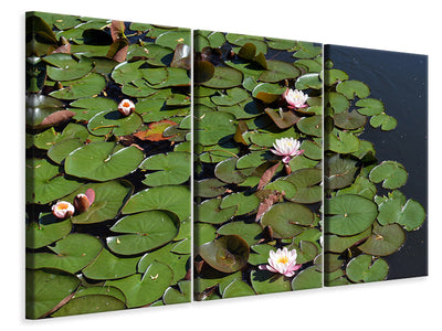 3-piece-canvas-print-white-water-lilies-in-the-pond
