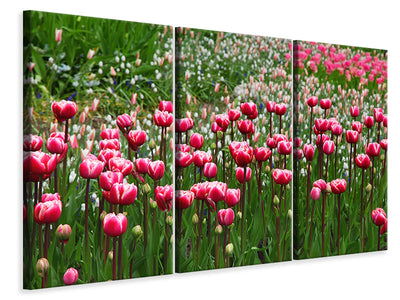 3-piece-canvas-print-wild-tulip-field