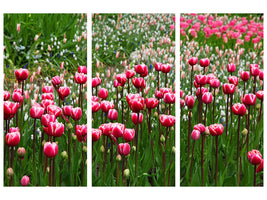 3-piece-canvas-print-wild-tulip-field