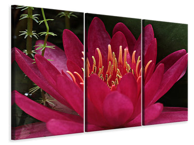 3-piece-canvas-print-wonderful-water-lily