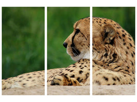 3-piece-canvas-print-xl-cheetah