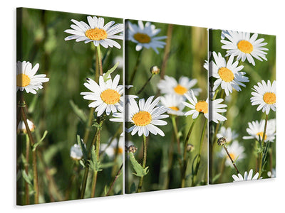 3-piece-canvas-print-xl-daisies