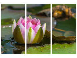 3-piece-canvas-print-xl-water-lily-in-pink