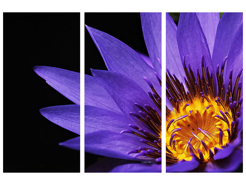 3-piece-canvas-print-xl-water-lily-in-purple