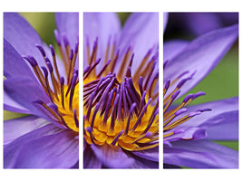 3-piece-canvas-print-xxl-water-lily-in-purple
