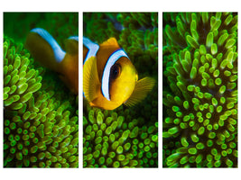 3-piece-canvas-print-yellow-clownfish-on-green-anemon