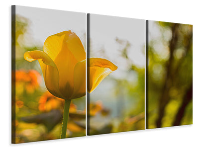 3-piece-canvas-print-yellow-tulip-in-the-nature