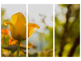 3-piece-canvas-print-yellow-tulip-in-the-nature