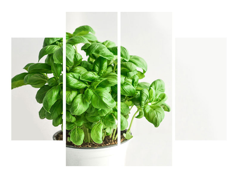 4-piece-canvas-print-basil-in-the-pot