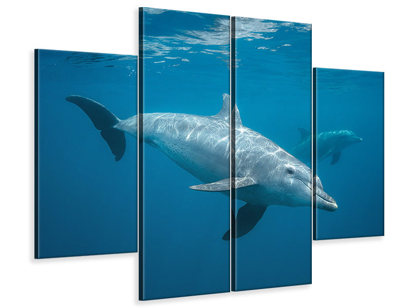 4-piece-canvas-print-curious-dolphin