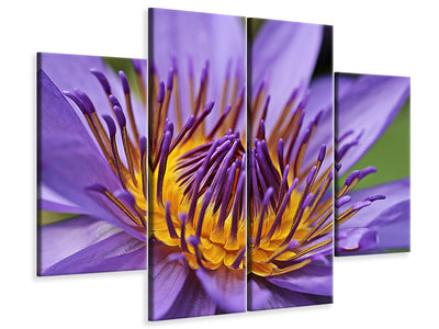 4-piece-canvas-print-xxl-water-lily-in-purple