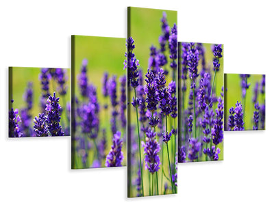 5-piece-canvas-print-beautiful-lavender
