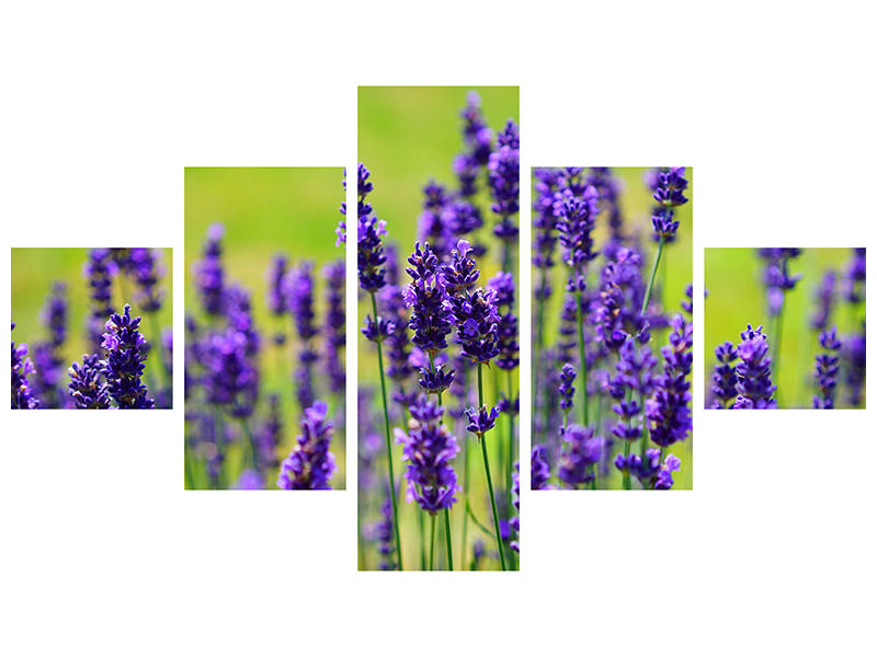 5-piece-canvas-print-beautiful-lavender