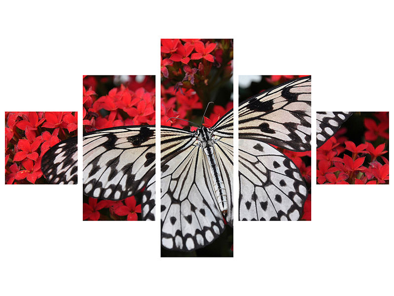 5-piece-canvas-print-butterfly-in-xxl