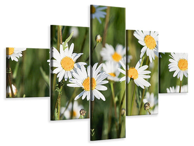 5-piece-canvas-print-xl-daisies