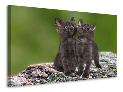canvas-print-2-black-cats-babies