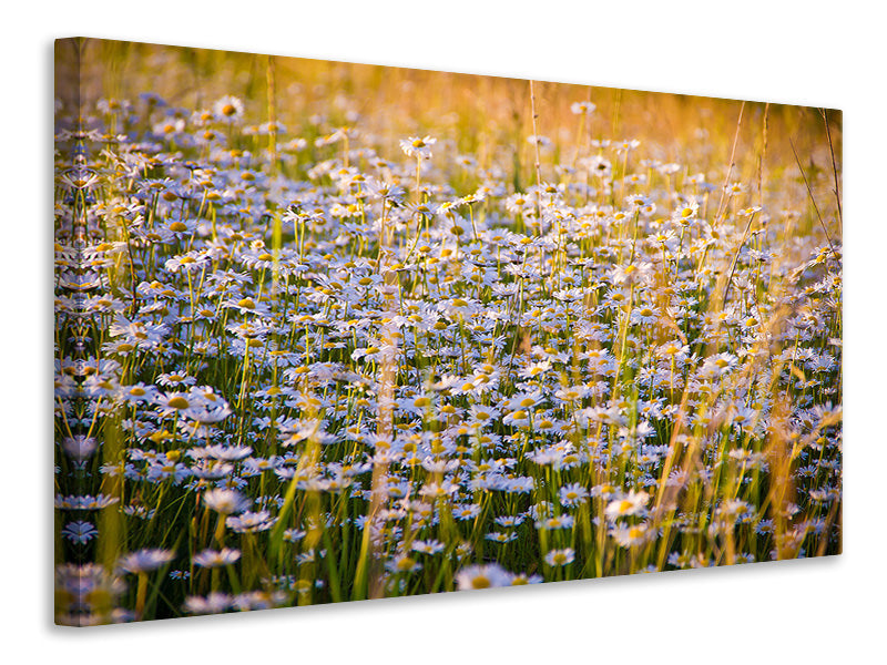 canvas-print-a-field-full-of-camomile