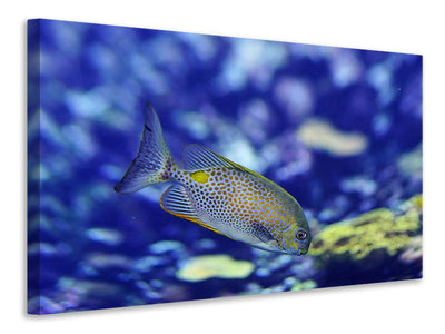 canvas-print-a-fish-in-the-aquarium