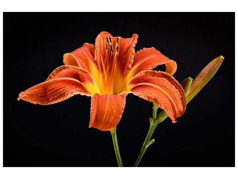 canvas-print-a-lily-flower-in-orange