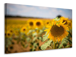 canvas-print-a-sunflower-in-the-field
