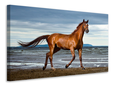 canvas-print-a-thoroughbred-at-the-sea