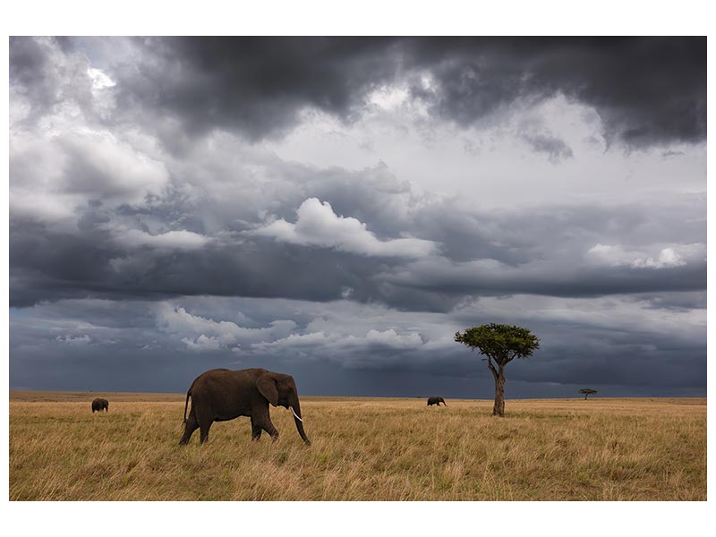 canvas-print-african-sky-x