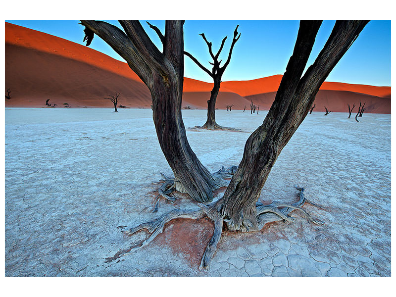 canvas-print-ancient-trees-in-the-vlei