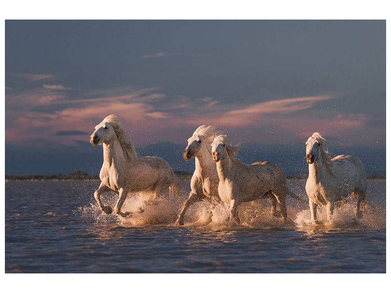 canvas-print-angels-of-camargue