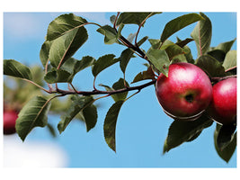 canvas-print-apple-on-the-tree